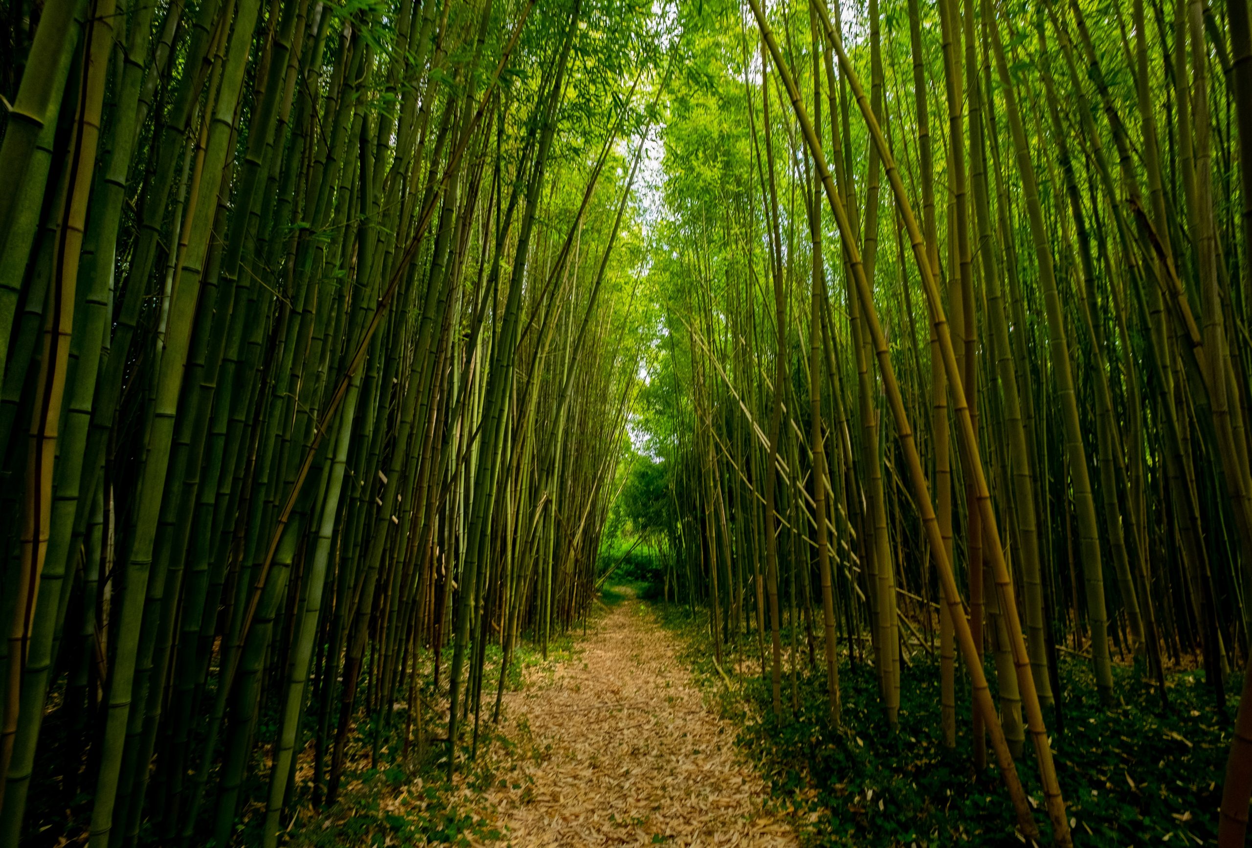 Bamboo and Data