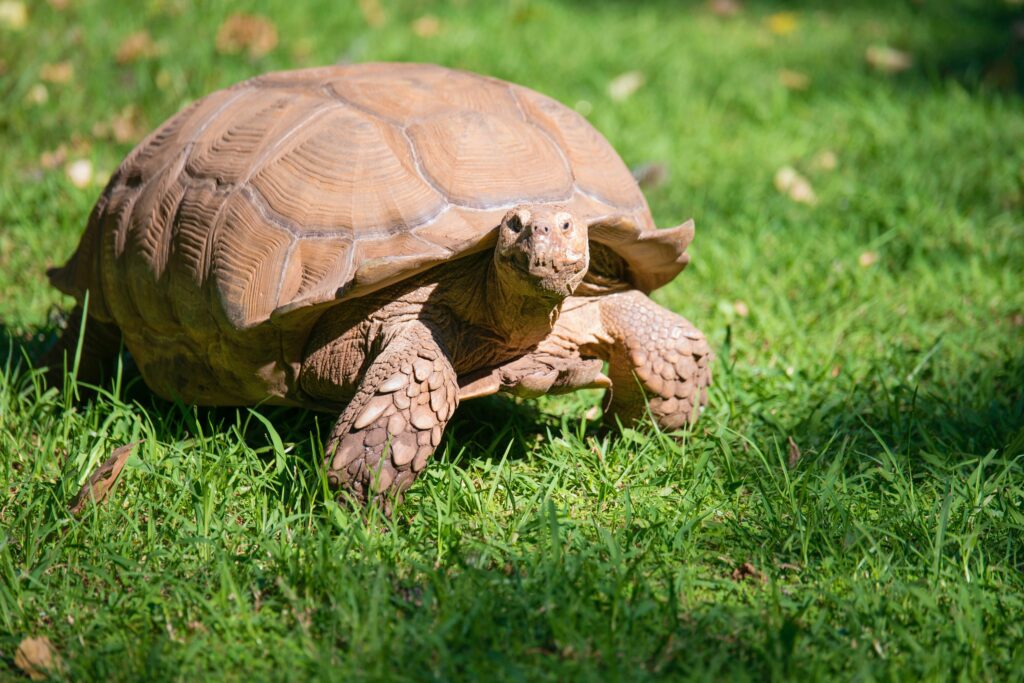 be more tortoise