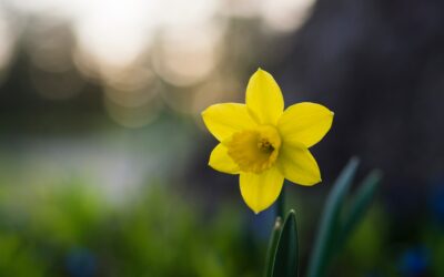 Daffodils, Mall Cops, and Cyber Hacking