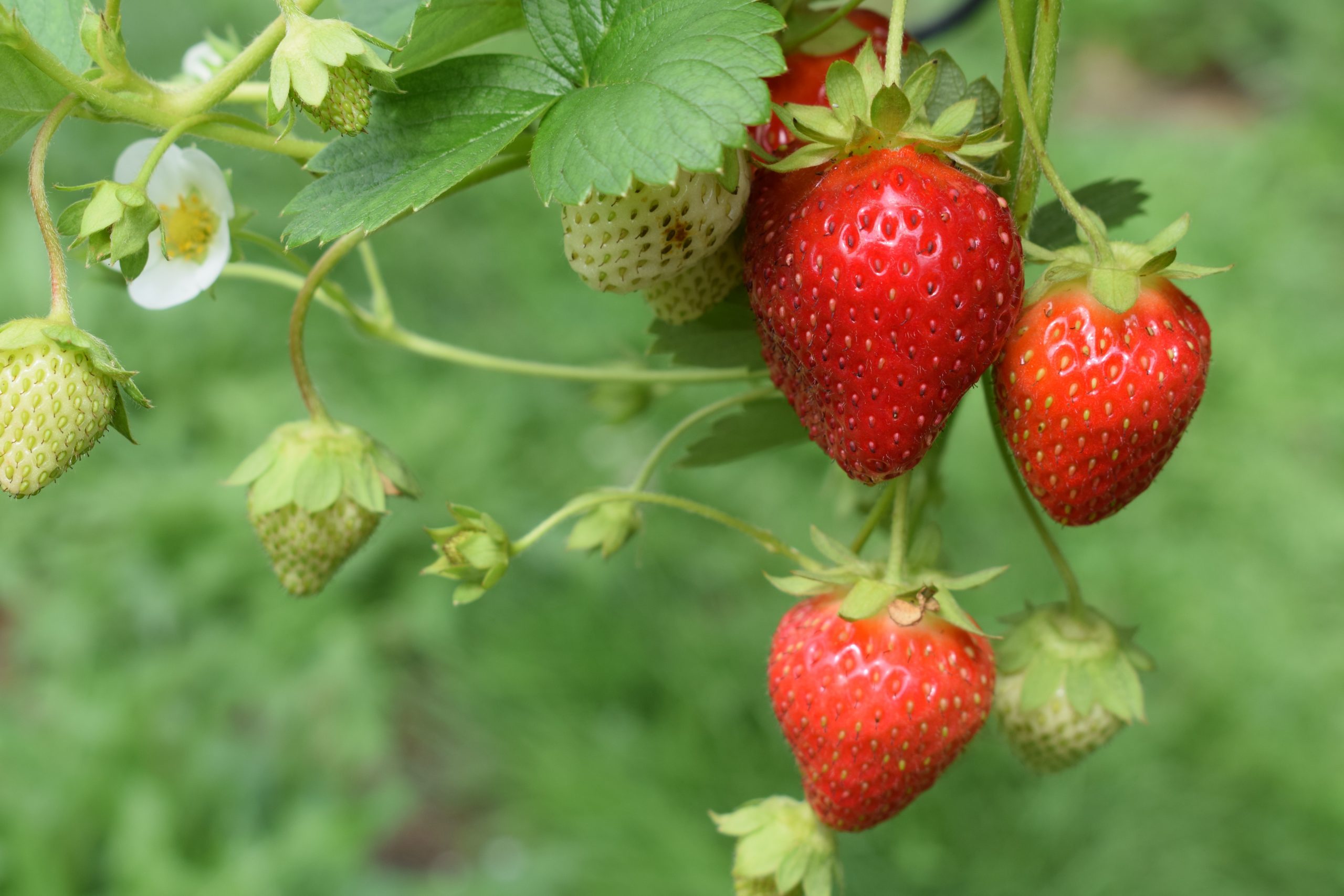 What Strawberries Can Teach Us About Technology