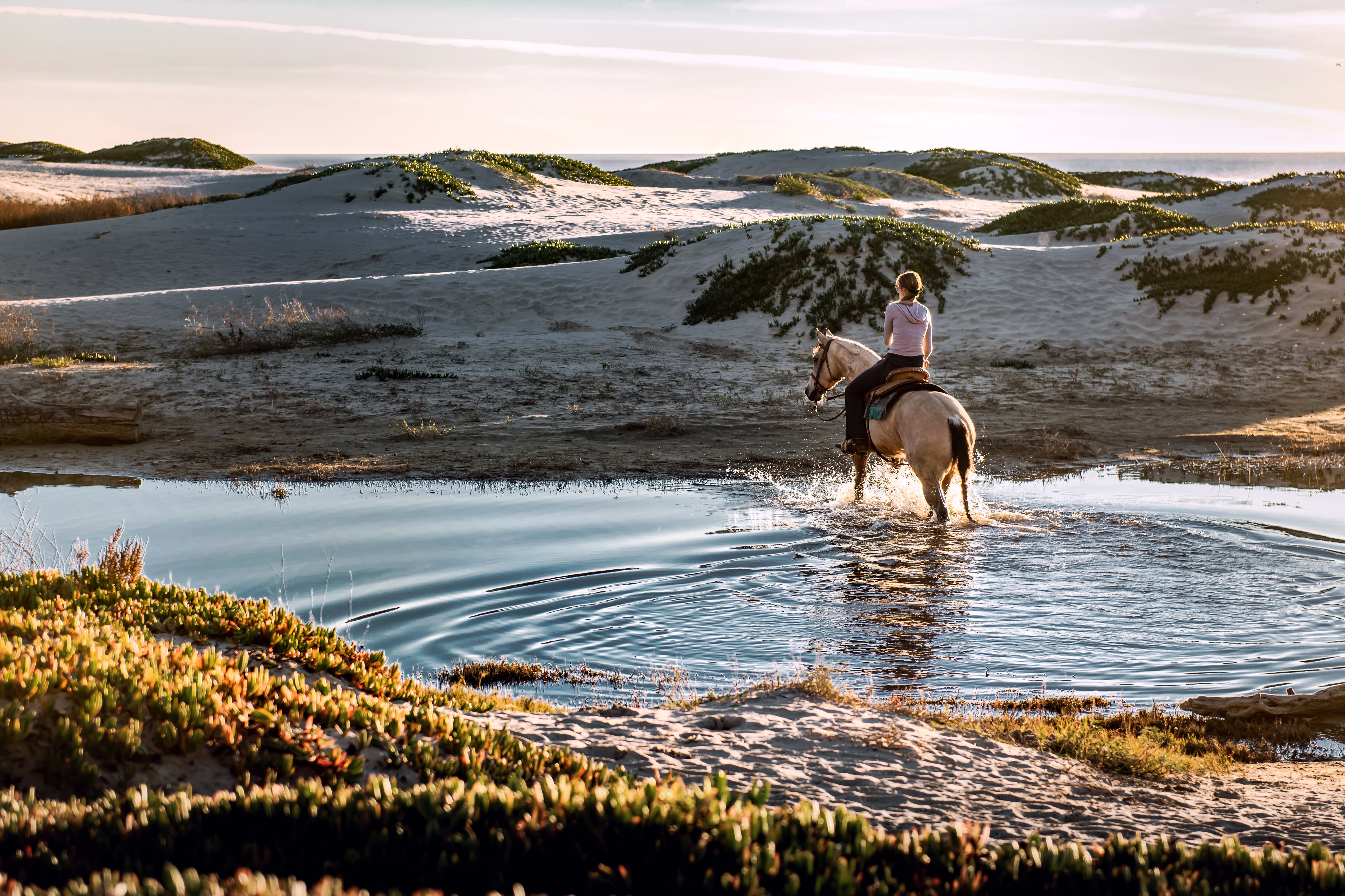 horse to water