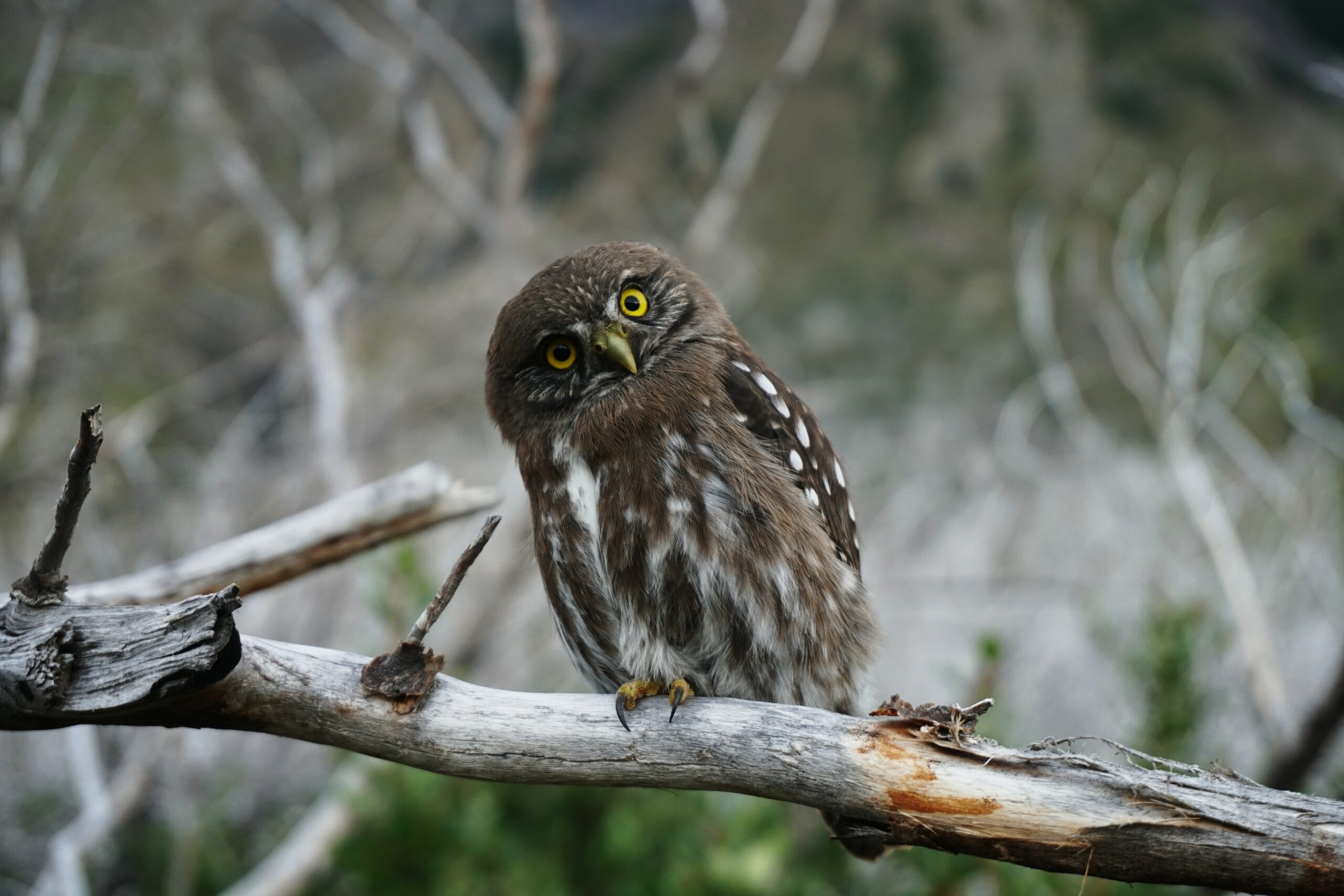 The Wisdom Owl