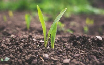 Soil, Plants, and Change